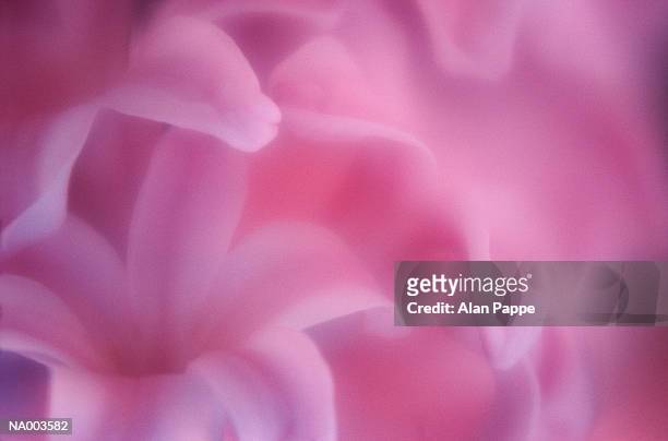 pink stargazer lilies (lilium sp.), close-up (soft focus) - stargazer lily stock-fotos und bilder