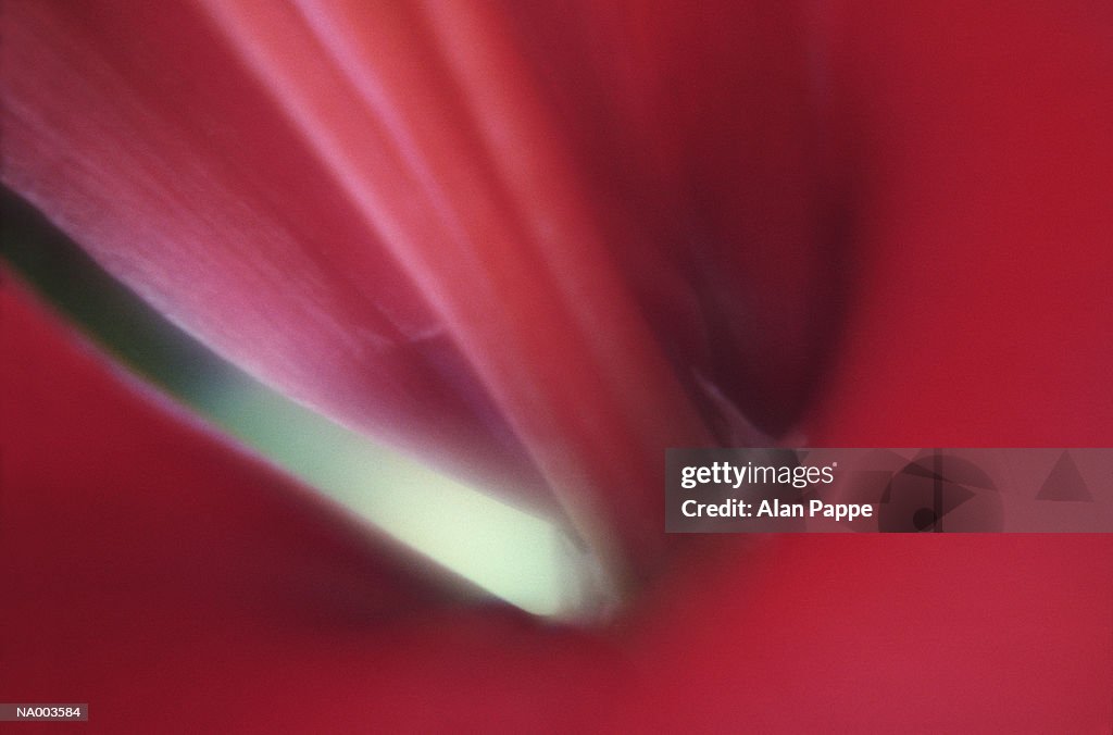 Stamen in red flower, close-up