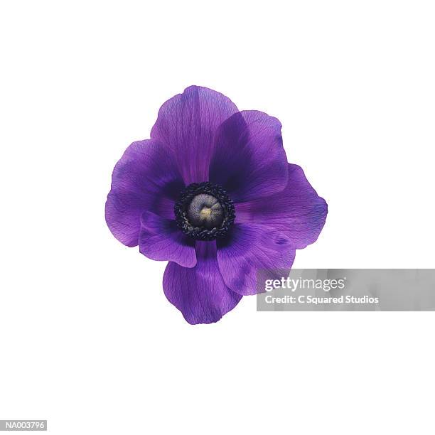 purple anemone - estigma imagens e fotografias de stock
