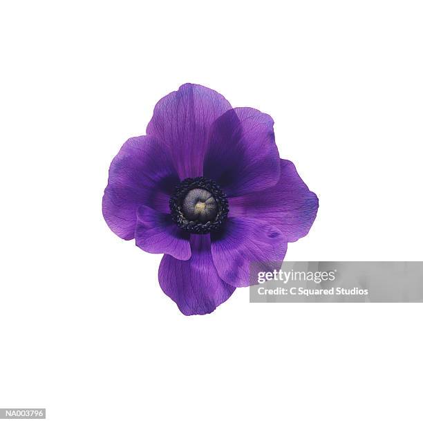 purple anemone - estigma imagens e fotografias de stock