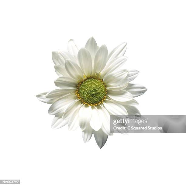 variation of a daisy - estigma imagens e fotografias de stock