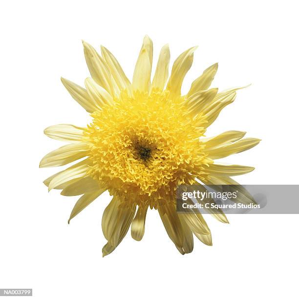 chrysanthemum - flower stigma stock pictures, royalty-free photos & images