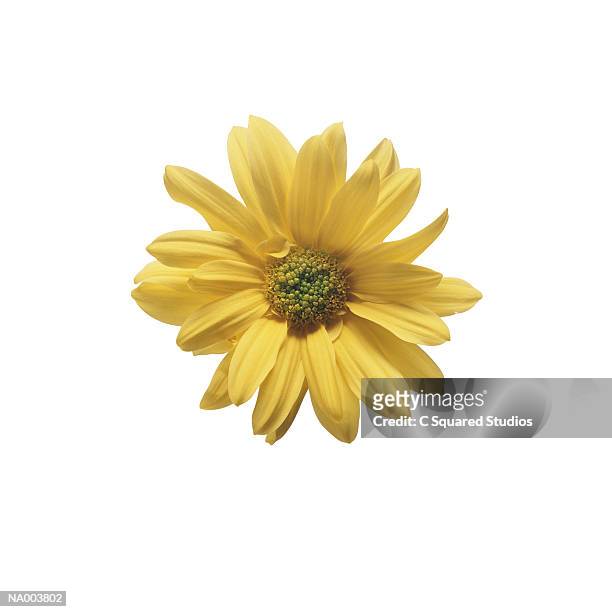 chrysanthemum - estigma imagens e fotografias de stock