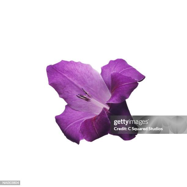 gladiolus - estigma imagens e fotografias de stock