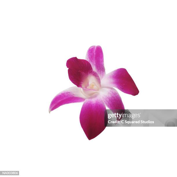 dendrobium (orchid) - dendrobium stock pictures, royalty-free photos & images