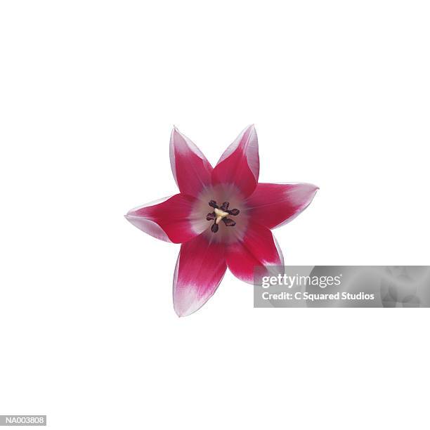 variegated tulip - estigma imagens e fotografias de stock