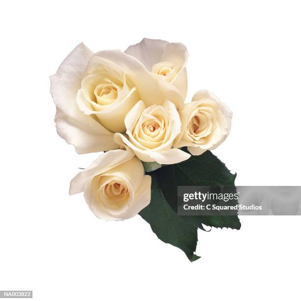 White Color Roses Single 34,293 Single White Rose Stock Photos, High-Res Pictures, and Images ...