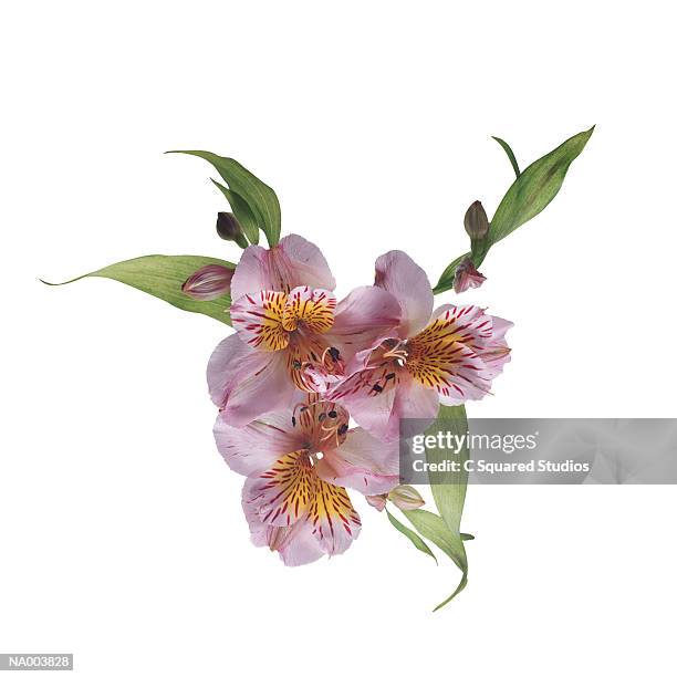 alstromeria - alstroemeria stock pictures, royalty-free photos & images