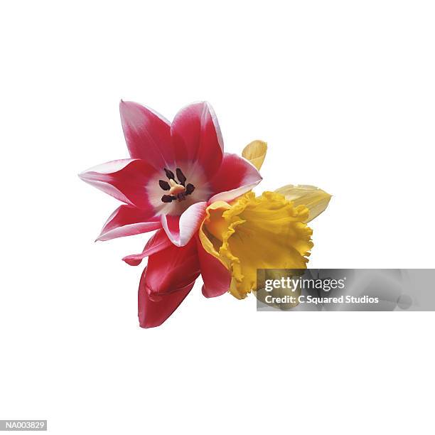 variegated tulip and daffodil - plant color stock pictures, royalty-free photos & images