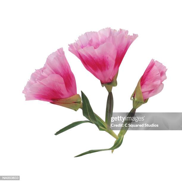 godetia - godetia stock pictures, royalty-free photos & images