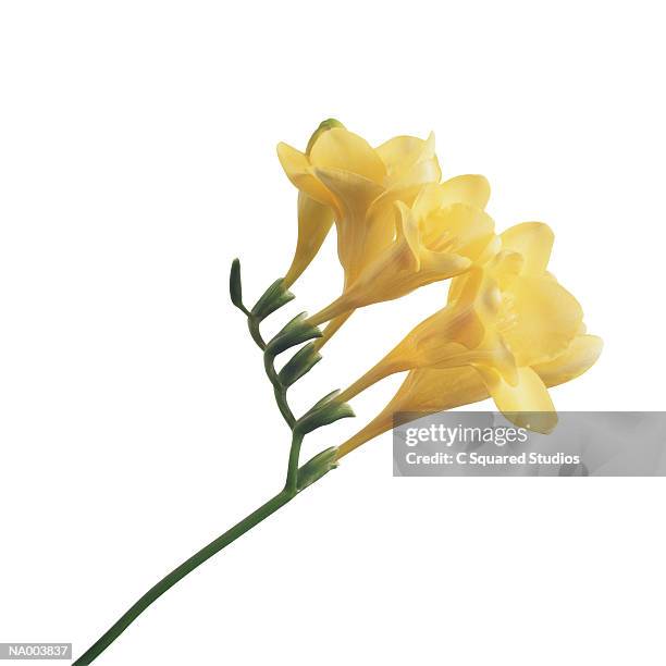 freesia - iris family stock pictures, royalty-free photos & images