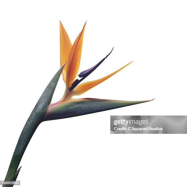 bird of paradise - paradise bildbanksfoton och bilder