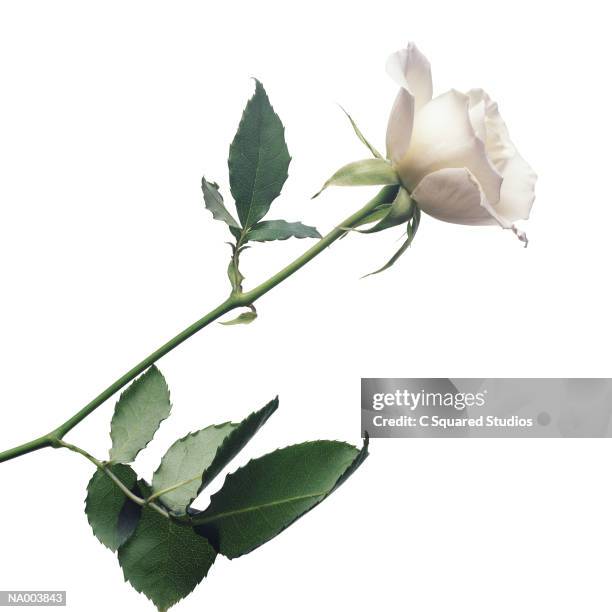 Two White Roses Opening 26,567 Rose Opening Stock Photos, High-Res Pictures, and Images - Getty ...