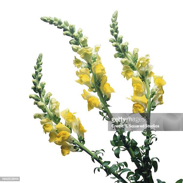yellow snapdragons - sepal stock pictures, royalty-free photos & images