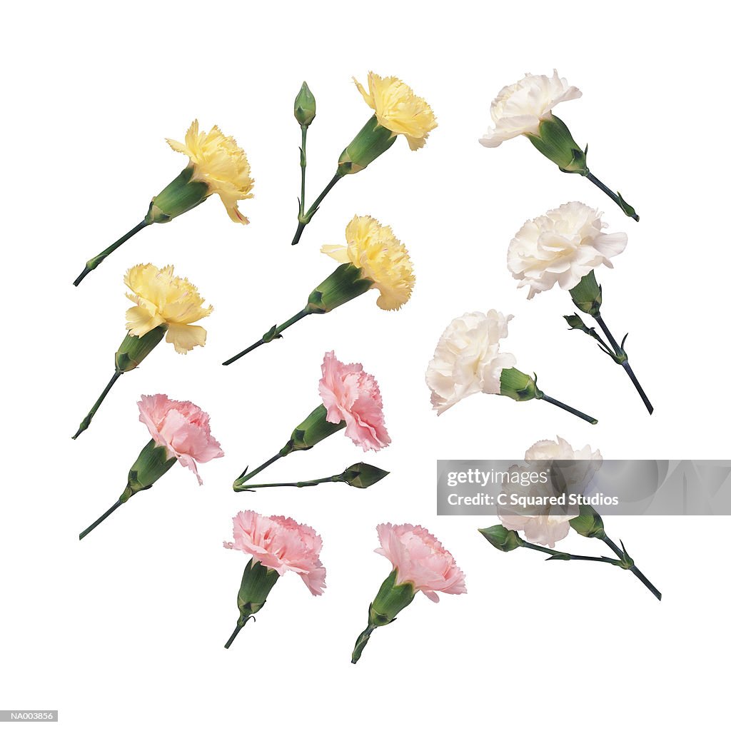 Yellow, White, and Pink Carnations