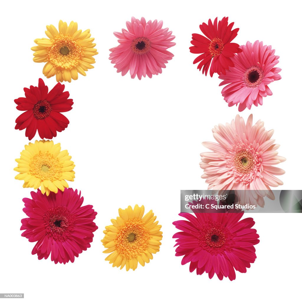 Gerbera Daisies