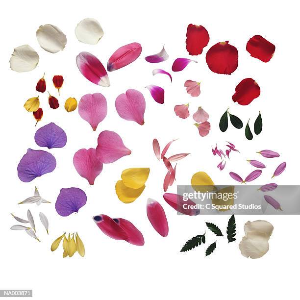 variety of petals - anemone flower arrangements stock pictures, royalty-free photos & images