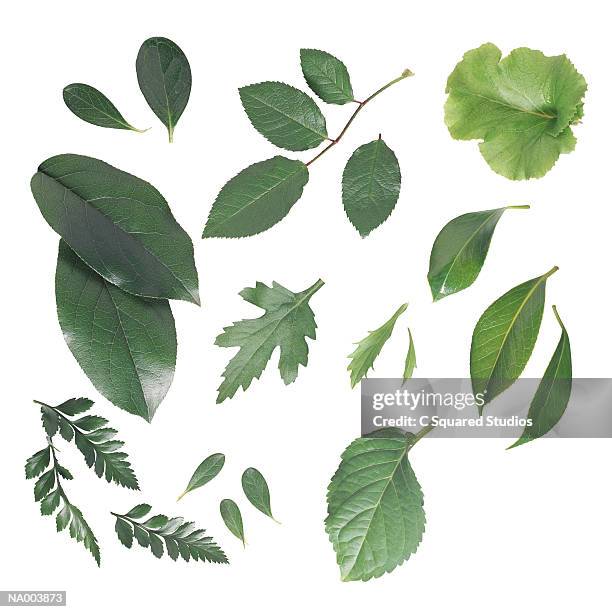 variety of leaves - variety stockfoto's en -beelden