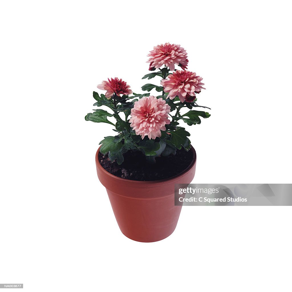 Radiant Lynn Chrysanthemum