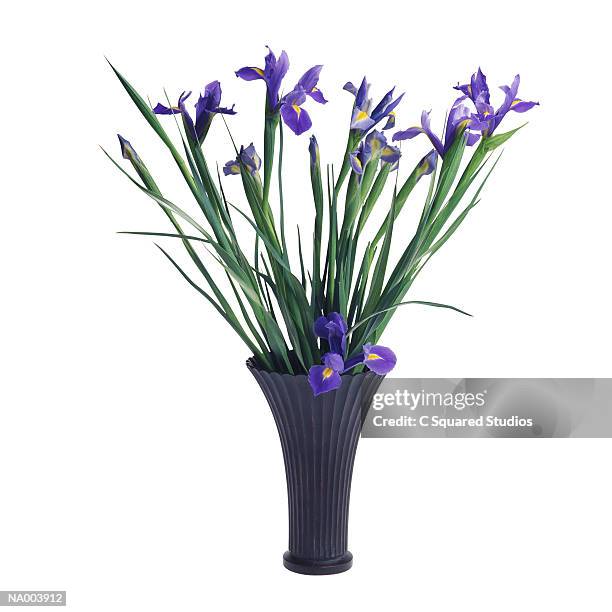 iris in a vase - iris family stock pictures, royalty-free photos & images