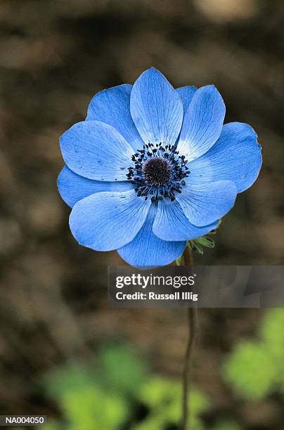 anemone coronaria - couleur des végétaux photos et images de collection