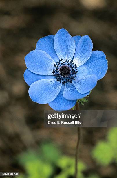 anemone coronaria - plant color stock pictures, royalty-free photos & images