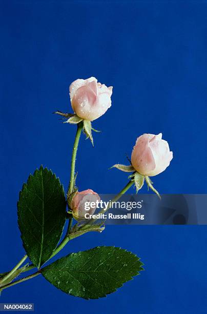 Closed Wild Roses 640 Closed Roses Stock Photos, High-Res Pictures, and Images - Getty Images