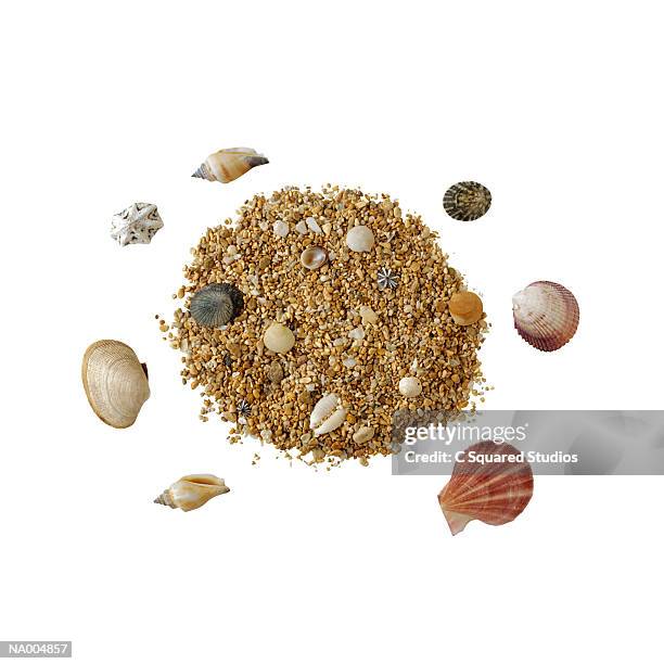 seashells - shell on sand isolated cut out stock pictures, royalty-free photos & images