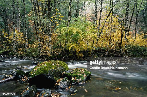 cascade mountains river - cascade range imagens e fotografias de stock