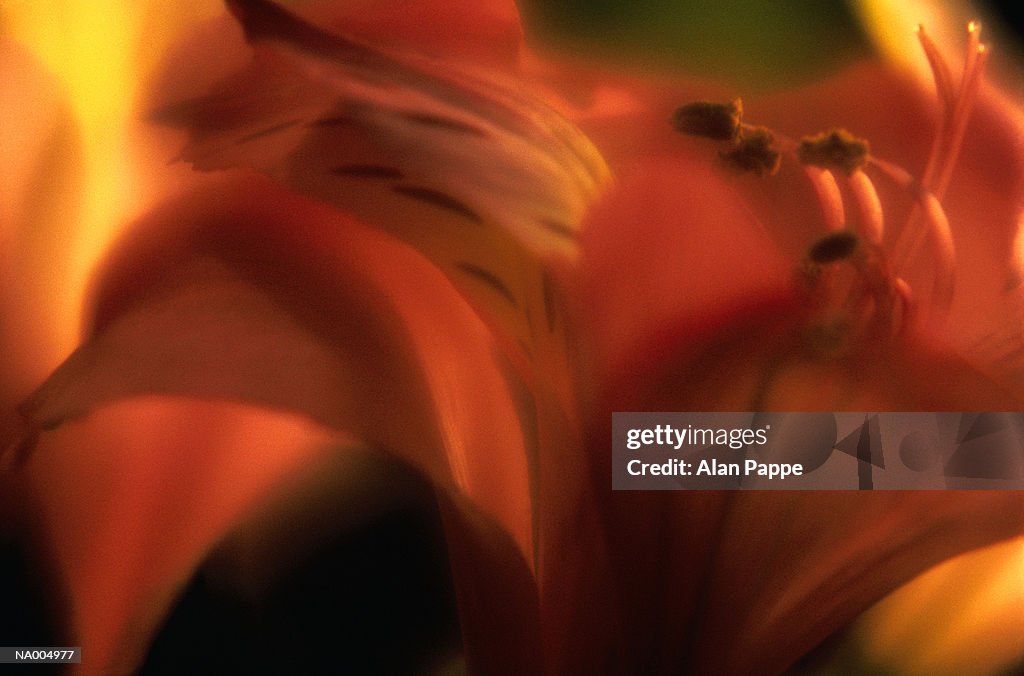 Orchid (Orchidaceae), close-up (soft focus)