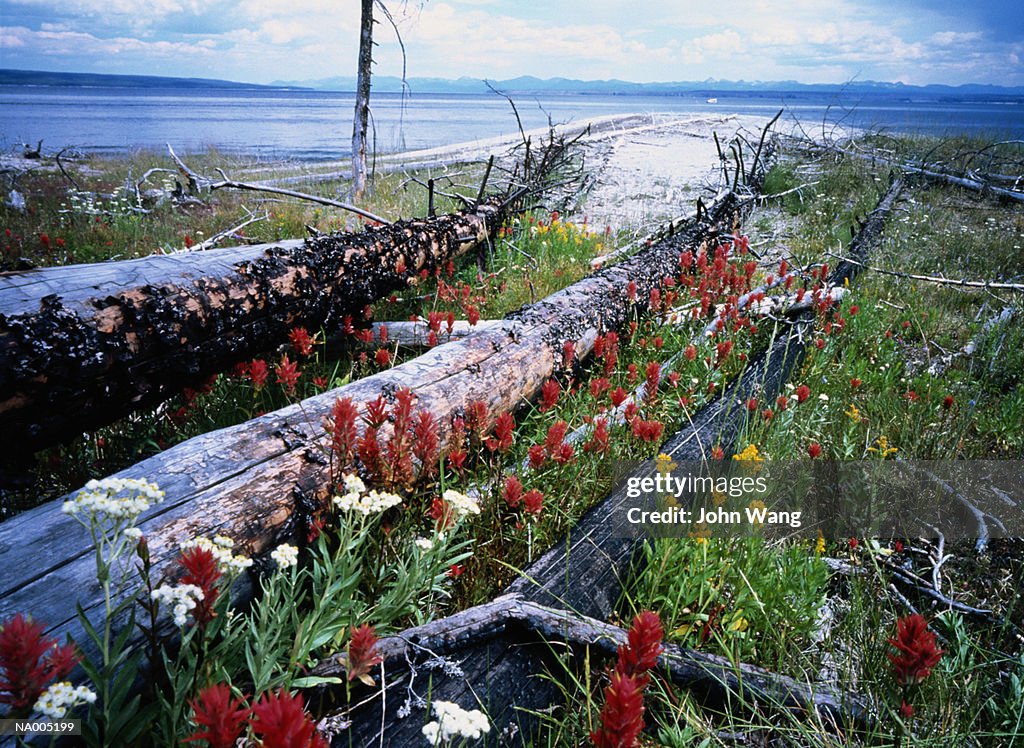 Yellowstone Lake - Wyoming