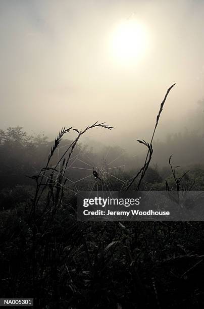 web in morning fog - arachnid stockfoto's en -beelden