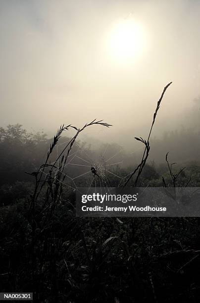 web in morning fog - arachnid stock pictures, royalty-free photos & images