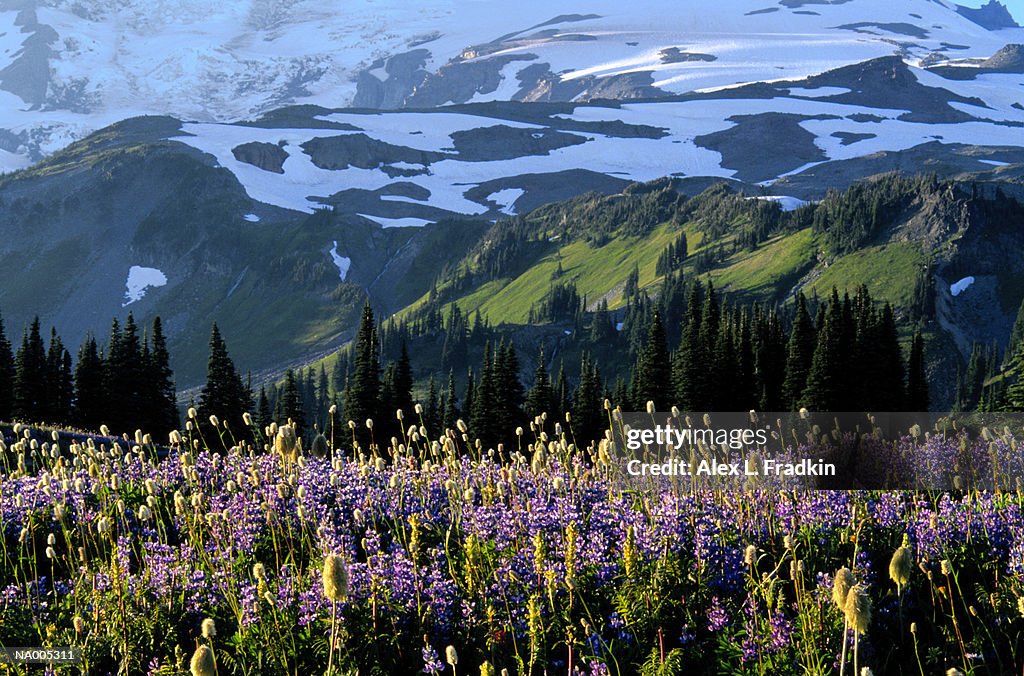 Mountain scenic with wildflowers in foreground, spring
