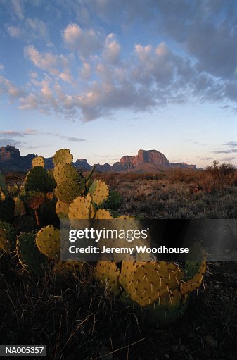 Cactus Patch Cactus Patch