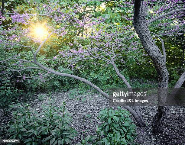 japanese garden, flowering tree - only japanese ストックフォトと画像
