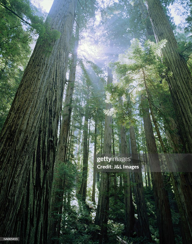 Redwood (Sequoia sempervirens) forest, low angle view