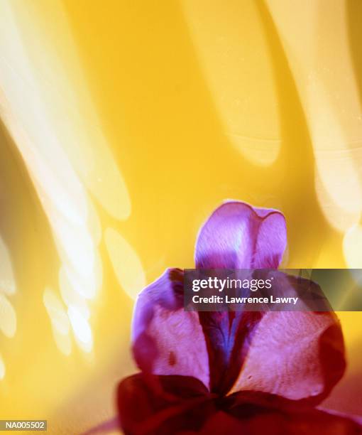 rose de tefe - tefe stockfoto's en -beelden
