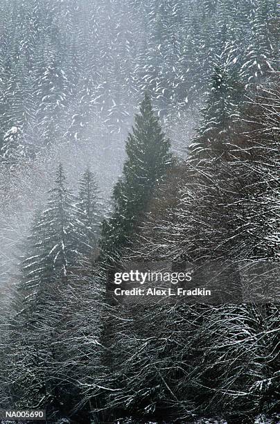 snow on evergreen forest - evergreen plant foto e immagini stock