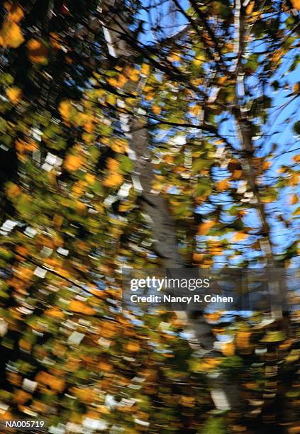 close-up of tree - nancy green stock pictures, royalty-free photos & images