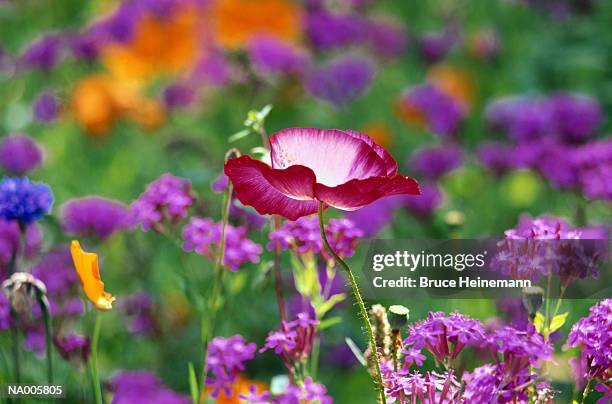 oriental poppies and wildflowers - oriental stock pictures, royalty-free photos & images