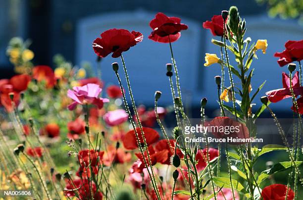 oriental poppies and wildflowers - ranunculales stock pictures, royalty-free photos & images