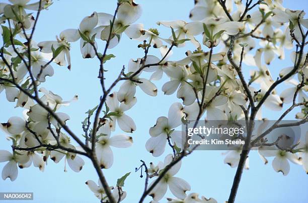 dogwood blossoms - dogwood blossom stockfoto's en -beelden