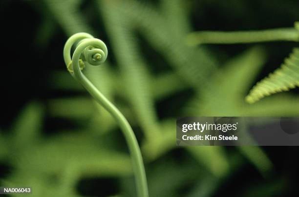 tiger ferns unfolding - broto de samambaia imagens e fotografias de stock