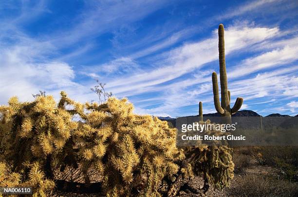cacti in desert - pima county stockfoto's en -beelden