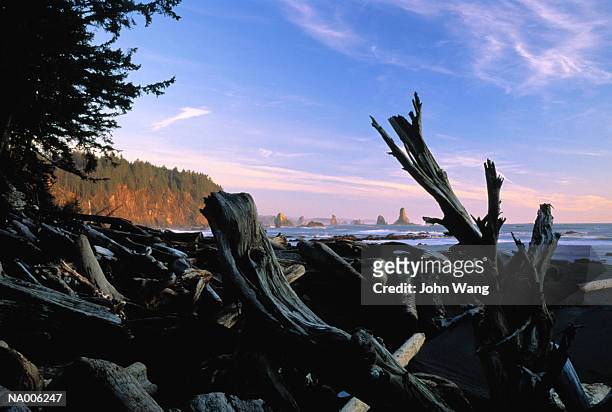 dead wood on the beach - john wood fotografías e imágenes de stock