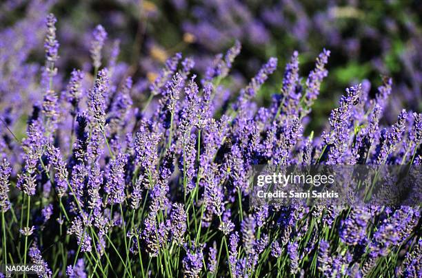 spider among lavender flowers - arachnid stockfoto's en -beelden