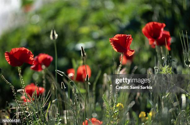 poppies - ranunculales stock pictures, royalty-free photos & images