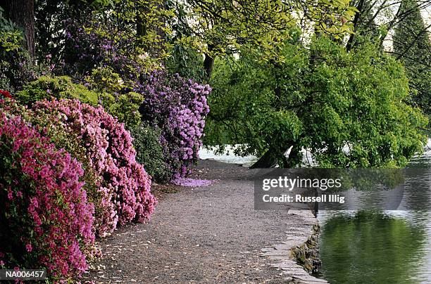 crystal springs gardens - pacific northwest landscaping stock pictures, royalty-free photos & images