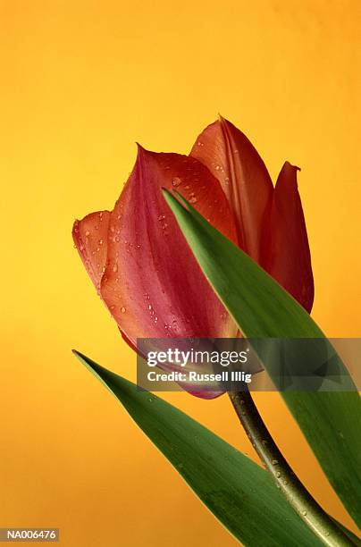 tulip - plant color stock pictures, royalty-free photos & images